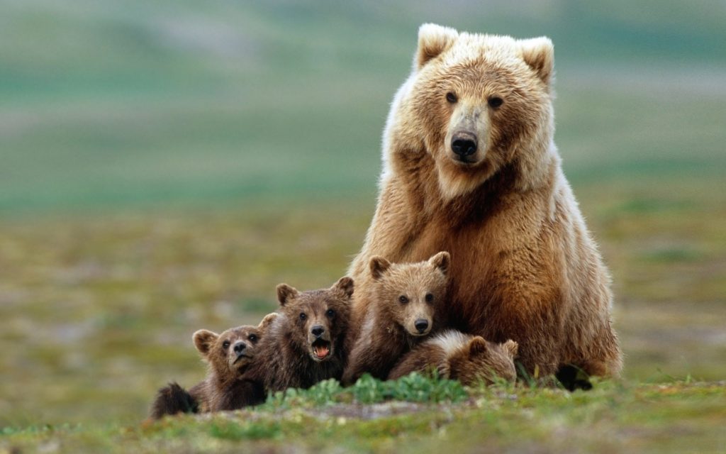 Bear family portrait