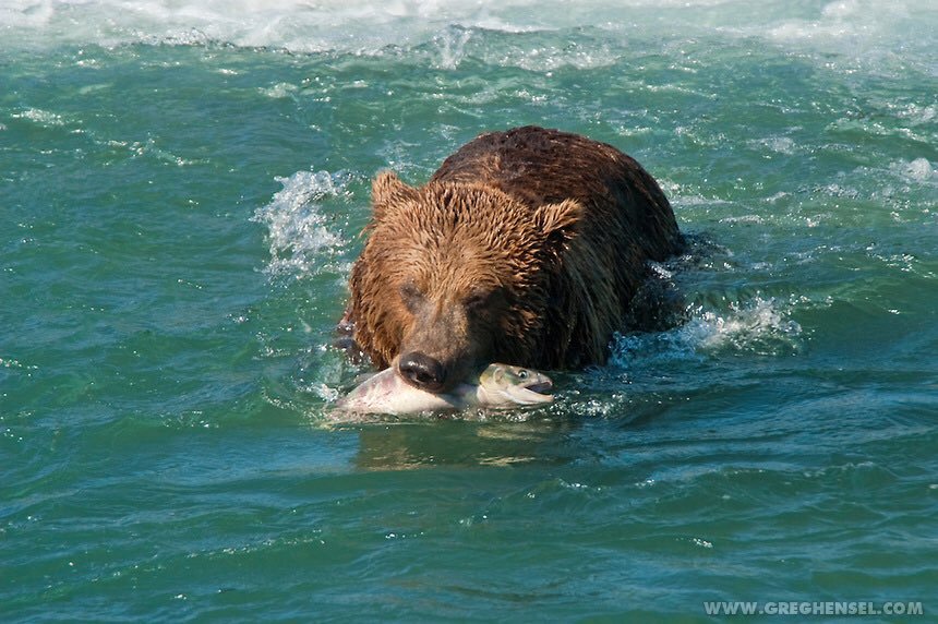Kind bear risks life to rescue drowning fish