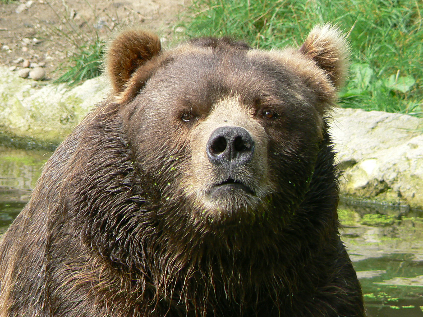 Serious Bear is not amused