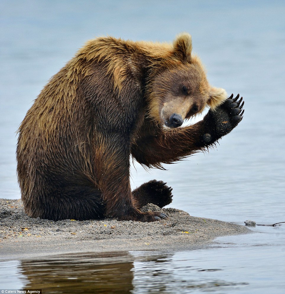 Bear renders a salute