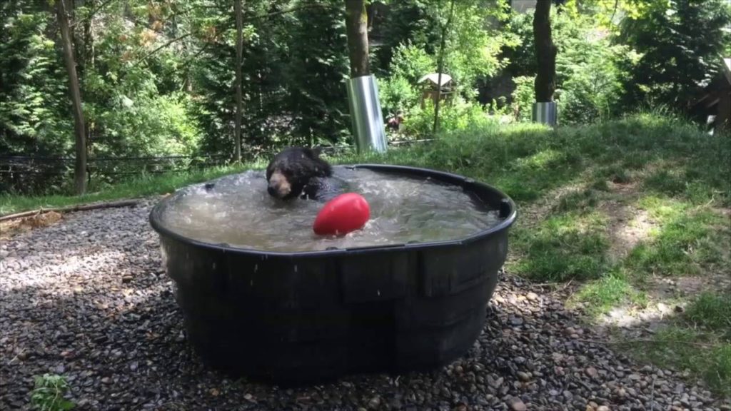 [VIDEO] Bear has pool party all by himself