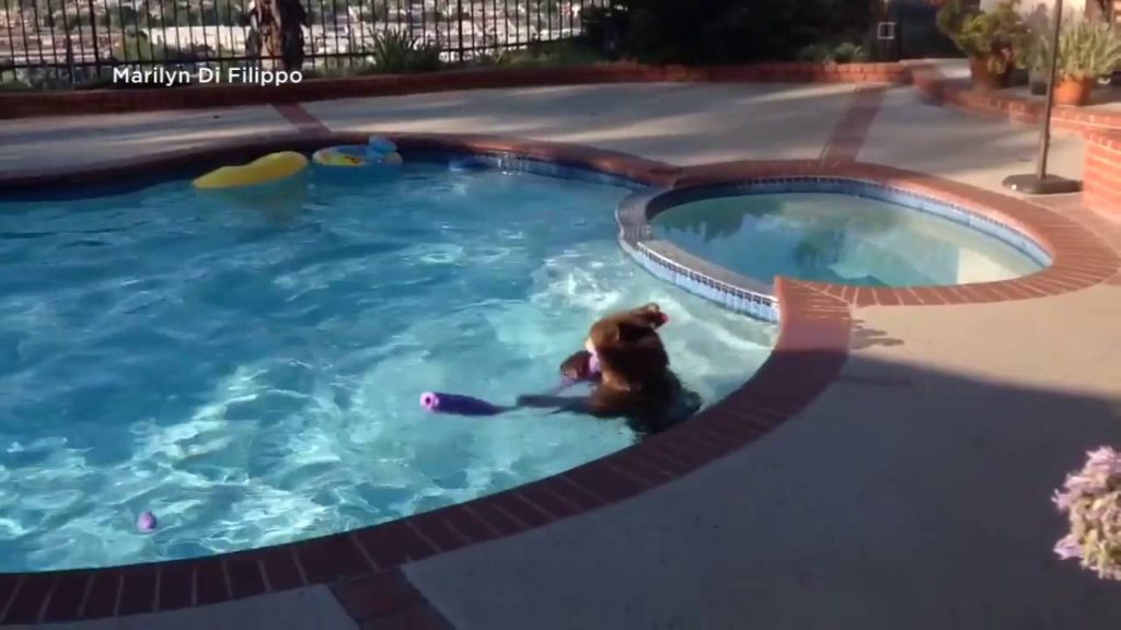 Bear cools off in the pool