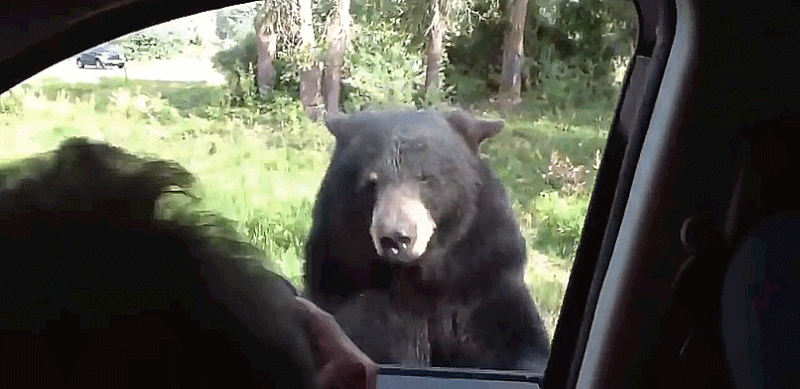 [GIF] Happy 4th of July! Beware hitchhiking bears...