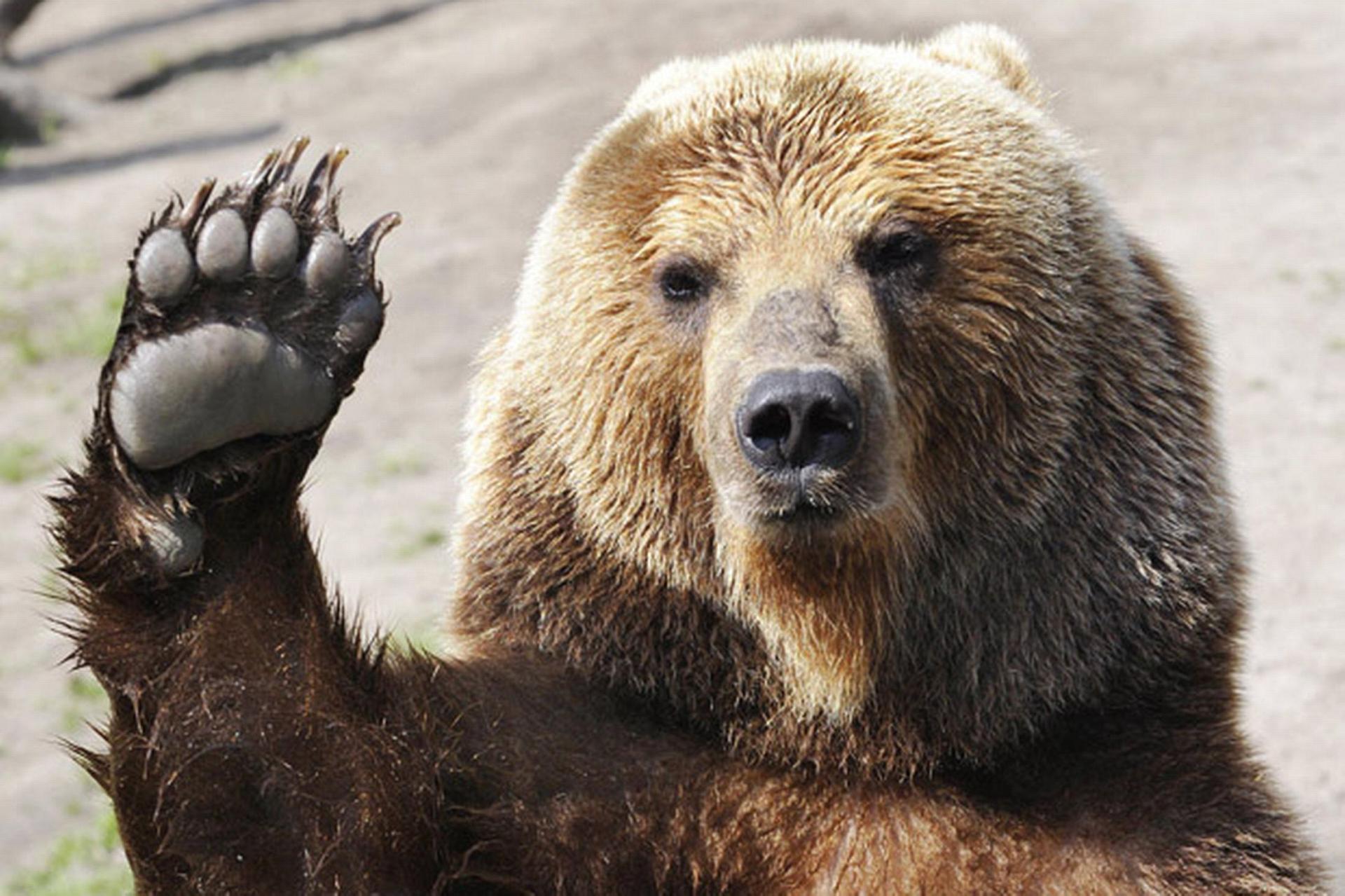 Hello, I'm Bear