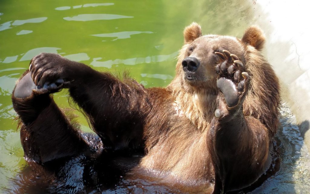 Bear does aquatic yoga