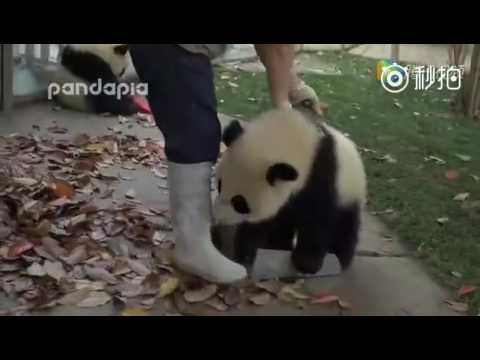 Naughty panda babies wrestling with basket and piles of leaves