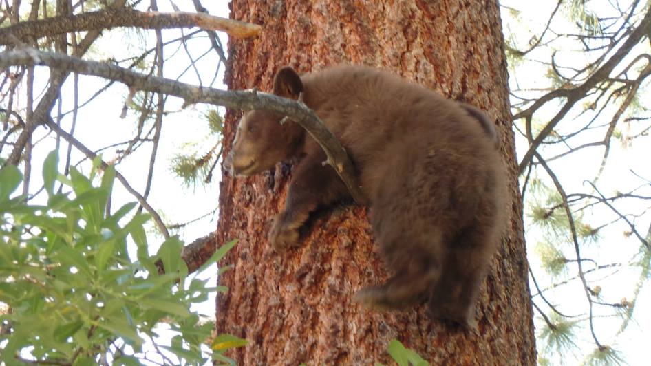 Bear, that branch isn't big enough for you